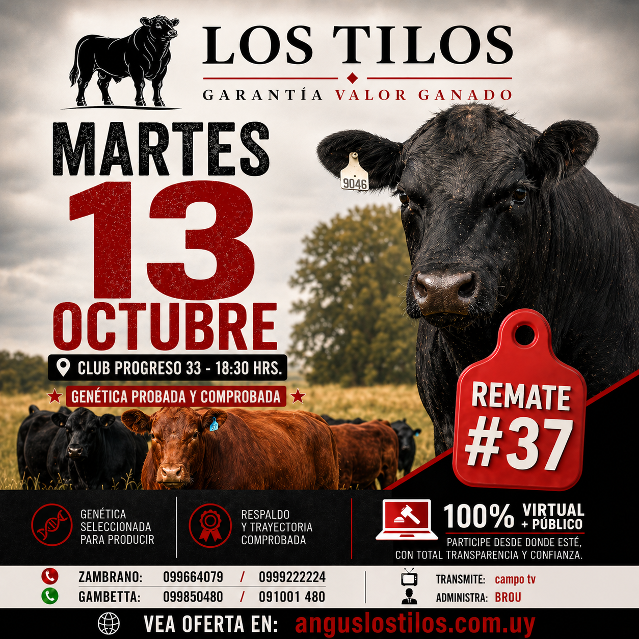 Remate 37 angus LOS TILOS